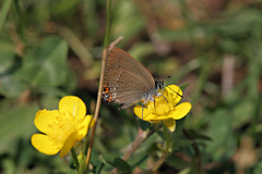 Satyrium acaciae