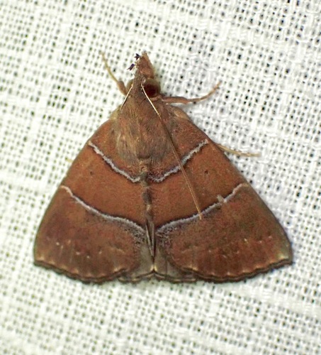 Hypena munda
