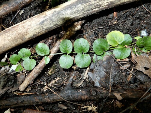 Šliaužiančioji šilingė nuotrauka