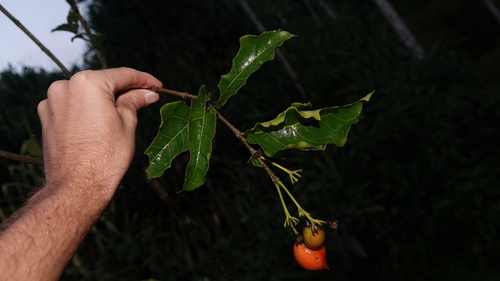 Foto de Caferana