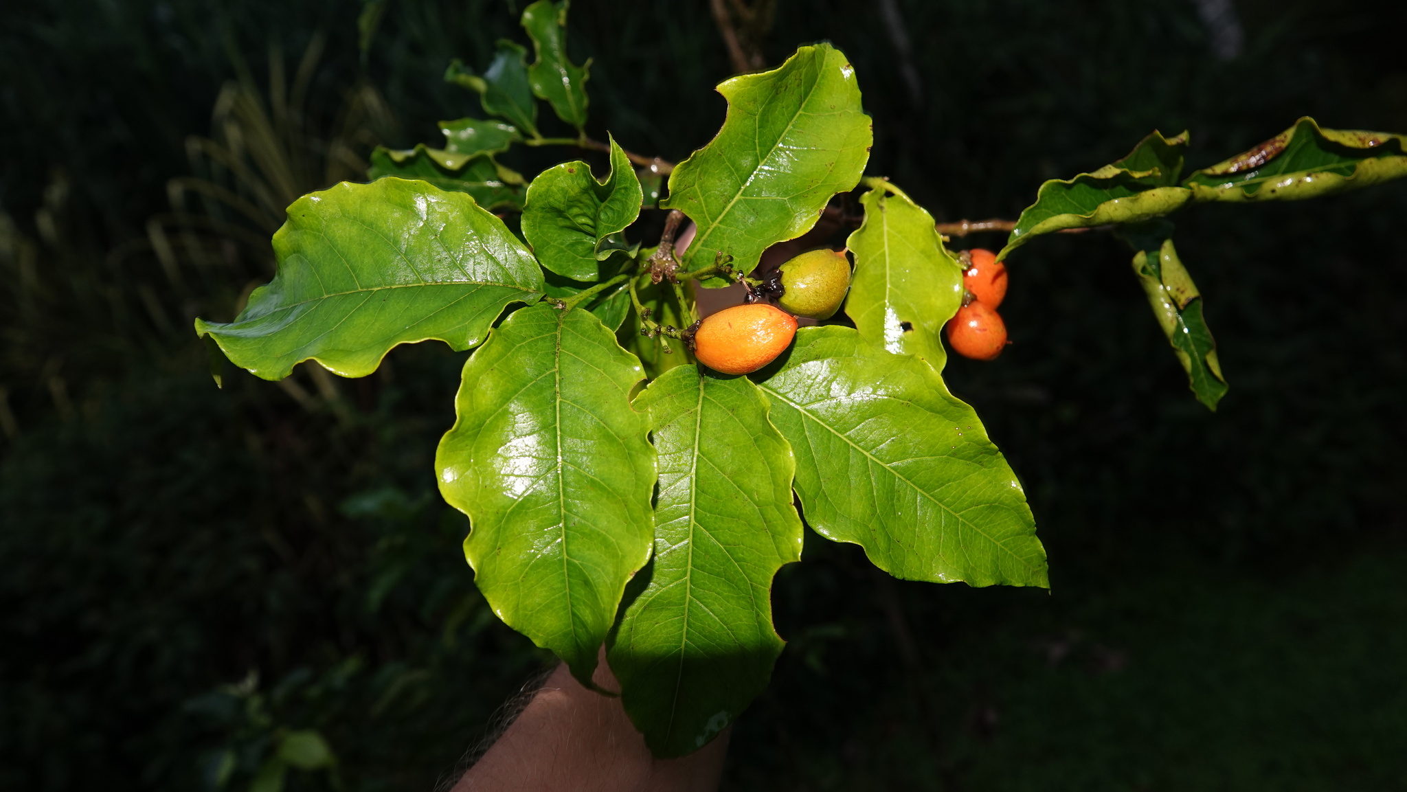 Imagem de Caferana