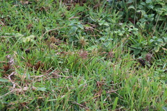 Cyperus intactus