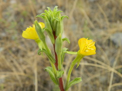 Oenothera villosa strigosa