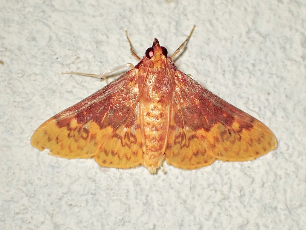 Polygrammodes semirufa