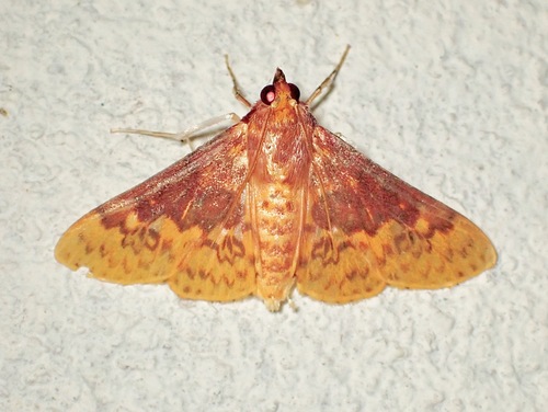 Polygrammodes semirufa