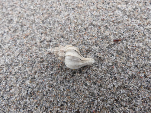 Boreotrophon clathratus, 2023-11-18
