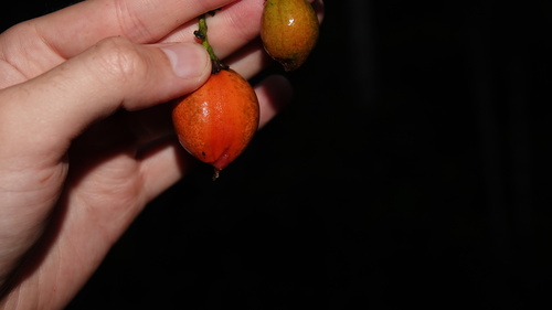 Foto de Caferana