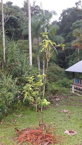 Foto de Caferana