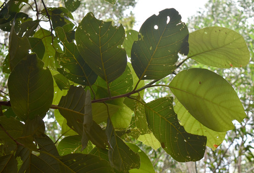 Litsea bindoniana observed 2023-11-25