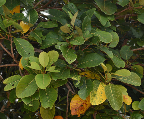 Litsea bindoniana observed 2023-11-25