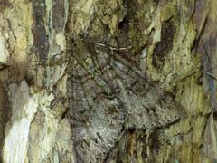 Pseudocoremia suavis