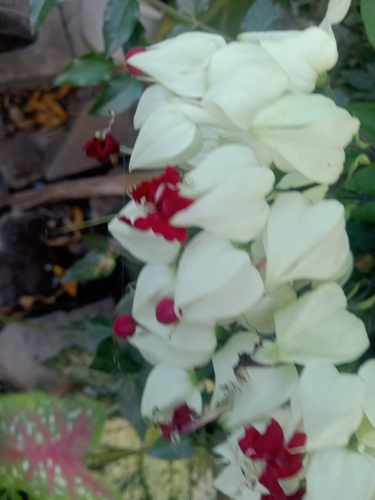 Foto de Trepadeira Lágrima de cristo