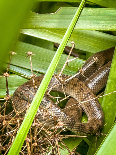 Rough-scaled Snake sighting