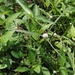 Kyllinga nemoralis - Photo (c) joses tan,  זכויות יוצרים חלקיות (CC BY-NC), הועלה על ידי joses tan