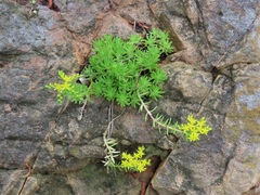 Sedum mexicanum