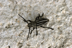 Dorcadion fuliginator