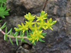 Sedum mexicanum