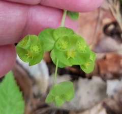 Euphorbia commutata
