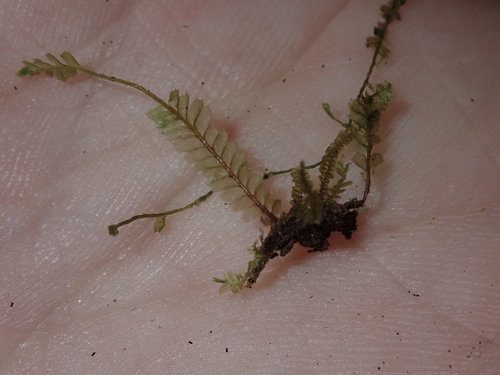 Plagiochila grossispina