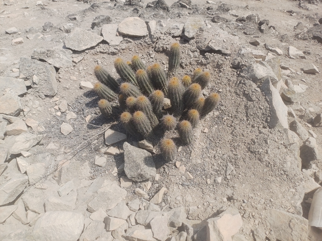 Cleistocactus