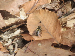 Criorhina