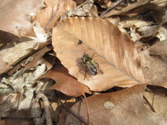 Criorhina