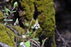 Tiarella austrina