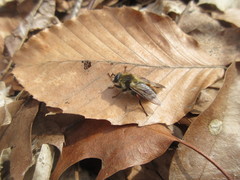 Criorhina