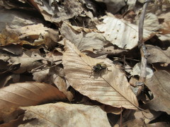 Criorhina