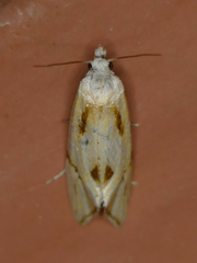 Aethes seriatana