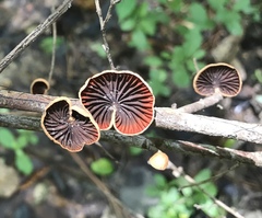 Anthracophyllum