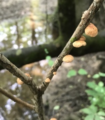 Anthracophyllum