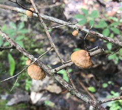 Anthracophyllum