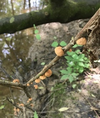 Anthracophyllum