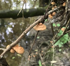 Anthracophyllum
