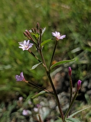 Epilobium minutum