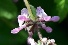 Stachys rigida quercetorum
