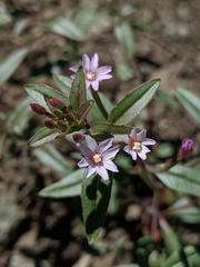 Epilobium minutum