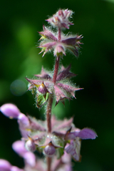 Stachys rigida quercetorum