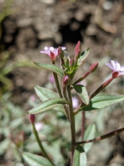 Epilobium minutum