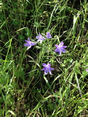 Brodiaea
