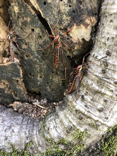 Tiger Cranefly