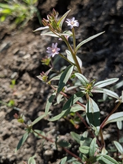 Epilobium minutum