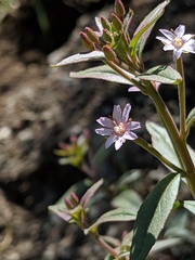 Epilobium minutum