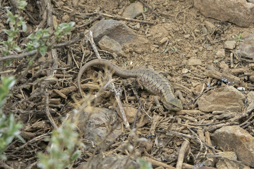 El Morado Lagoon Smooth-throated Lizard, Liolaemus moradoensis