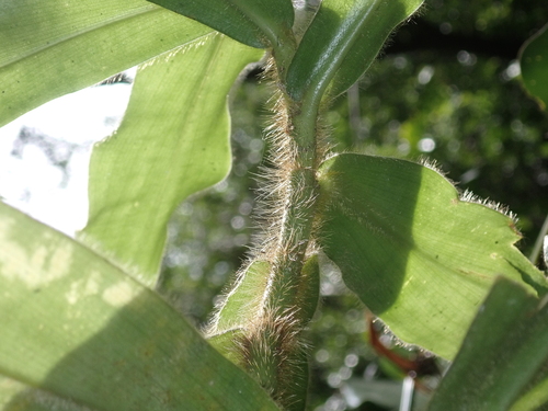 Costus villosissimus, 2024-01-20