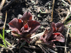 Triosteum perfoliatum