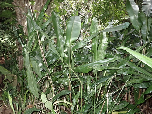 Cyclanthus bipartitus observed 2024-01-20