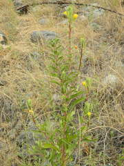Oenothera villosa strigosa