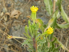 Oenothera villosa strigosa